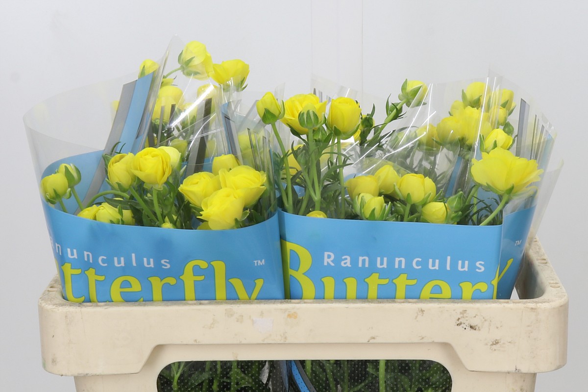 Ranunculus Butterfly Phytalo 50cm