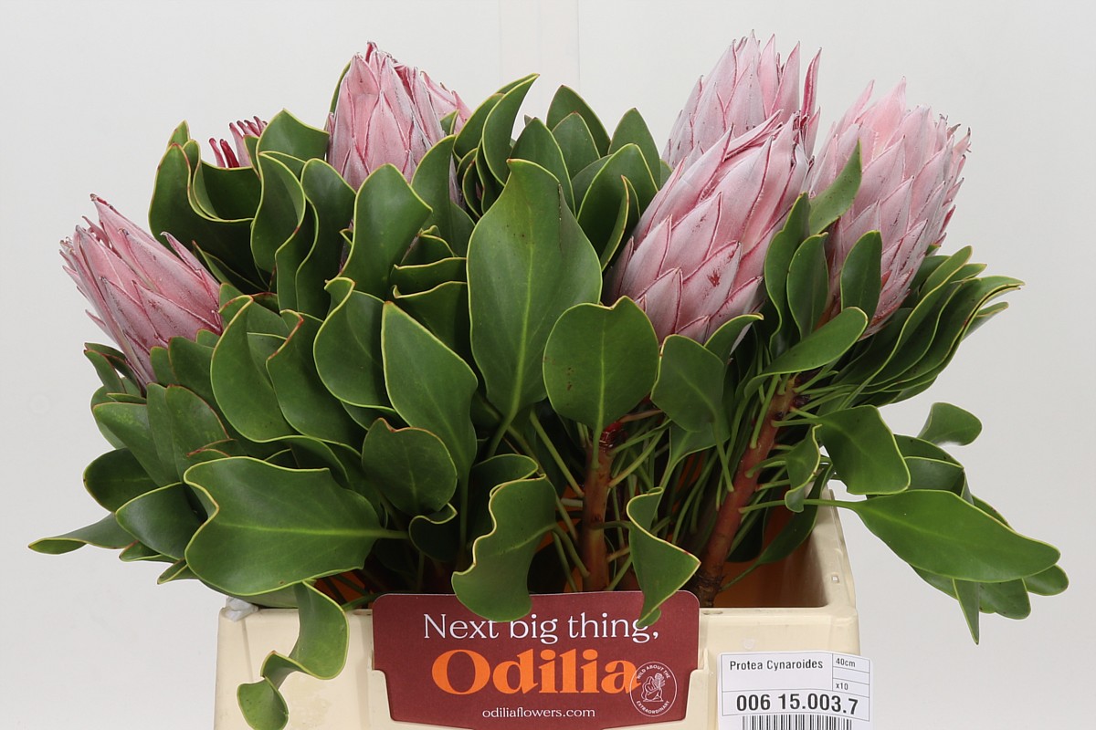 Protea Cynaroides 40cm