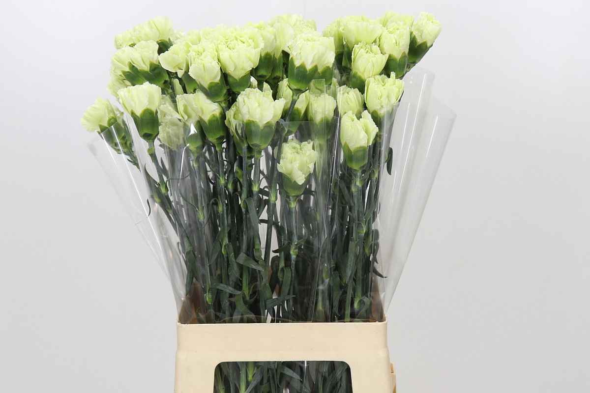 Dianthus St Lady Midori 70cm