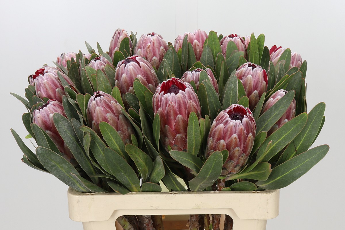 Protea Pink Ice