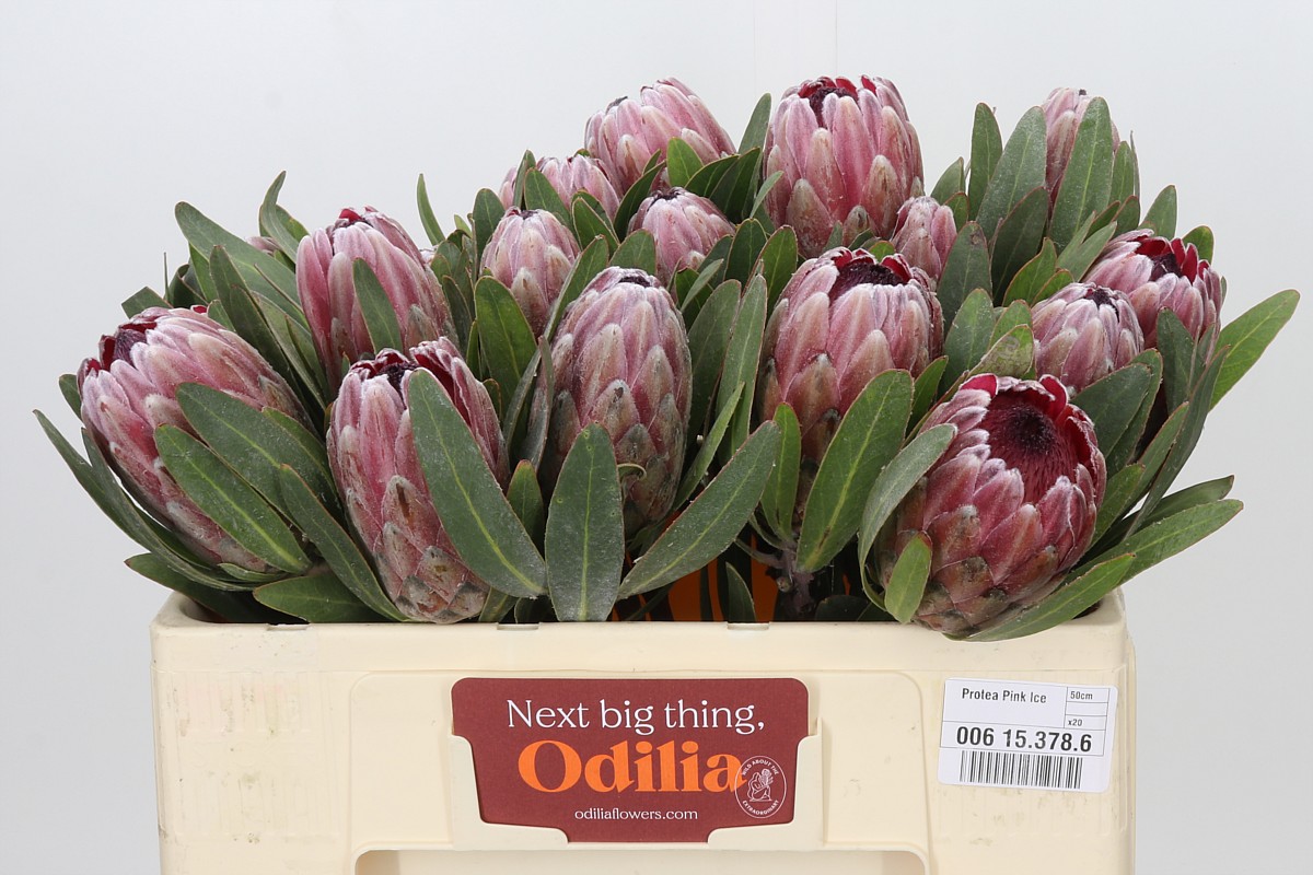 Protea Pink Ice