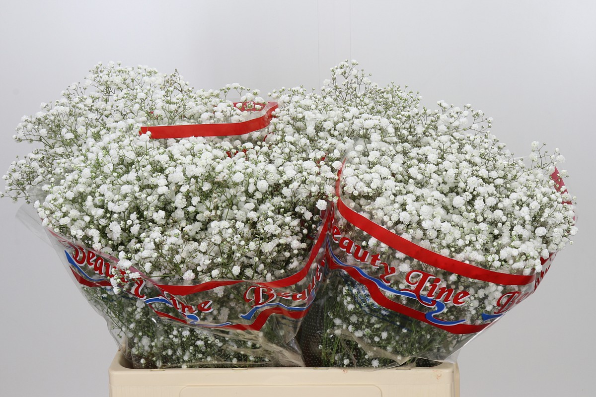 Gypsophila Xlence White 60cm 14gram