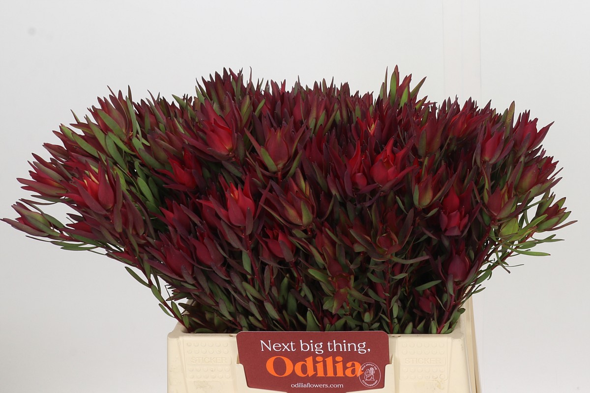Leucadendron Sal Blush 40cm