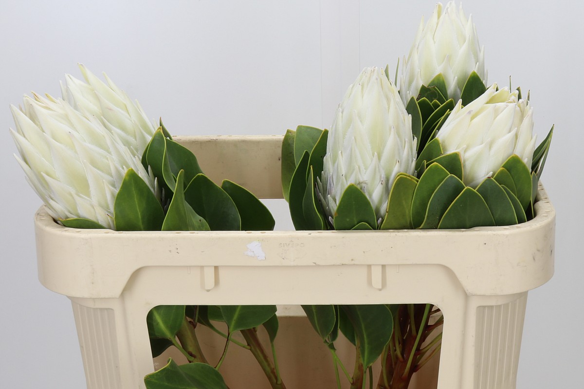 Protea Cy Arctic Ice 70cm