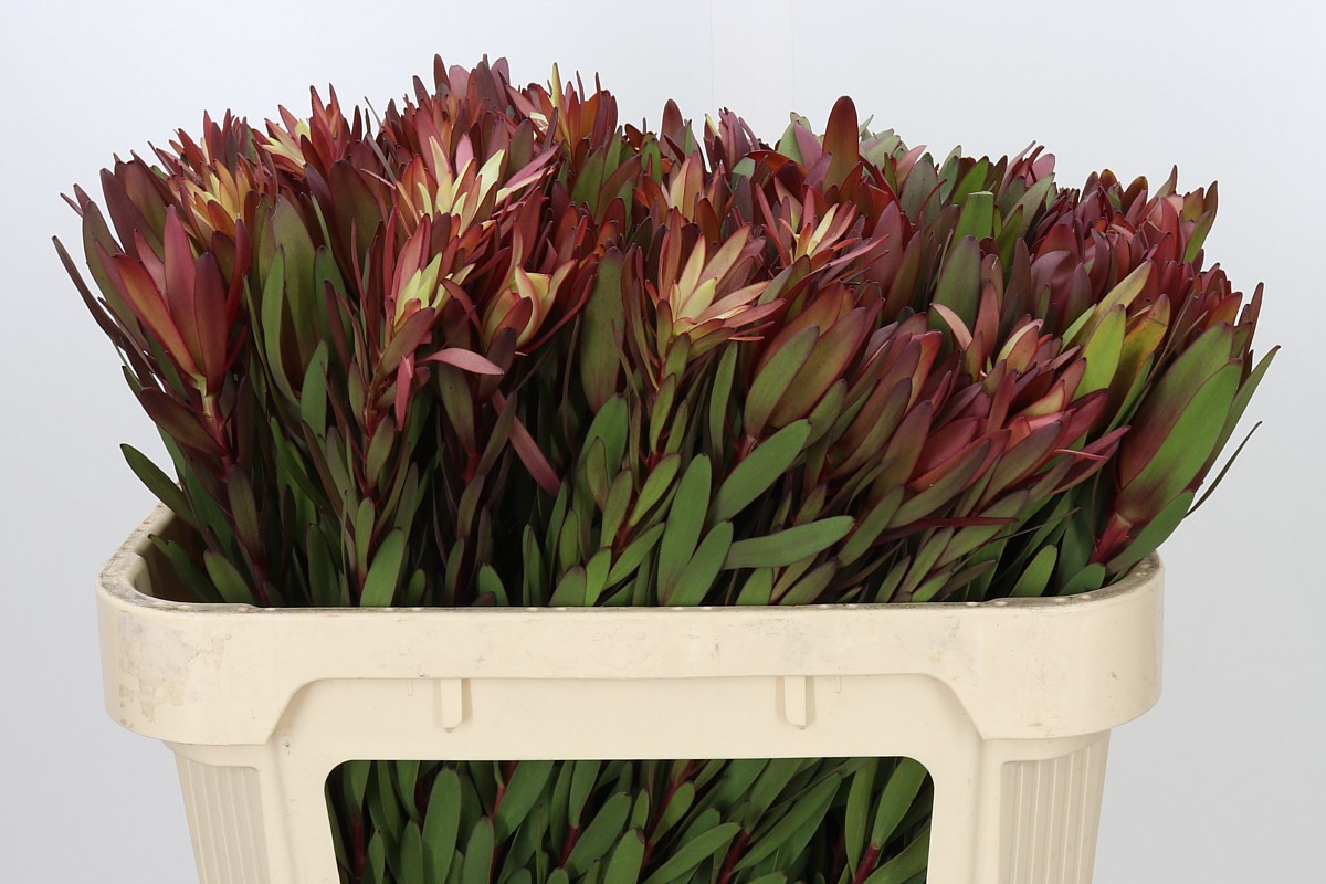 Leucadendron Safari Sunset 70cm