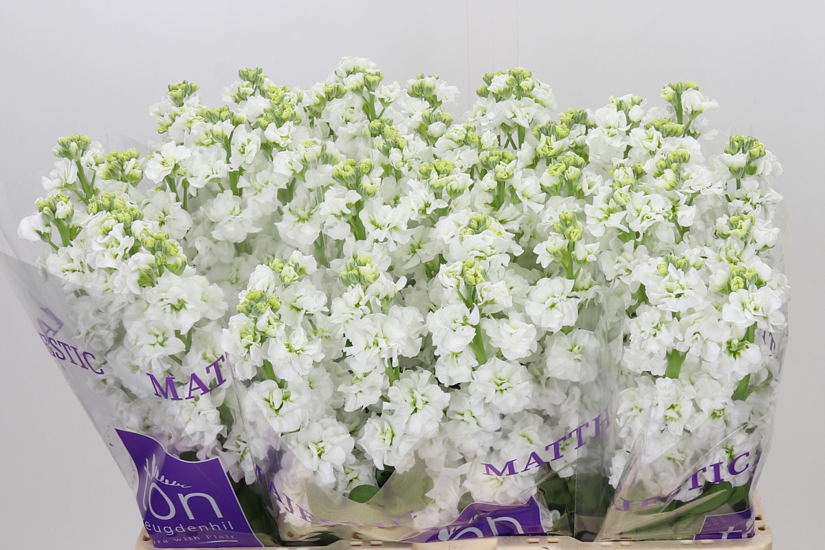 Matth Stox White