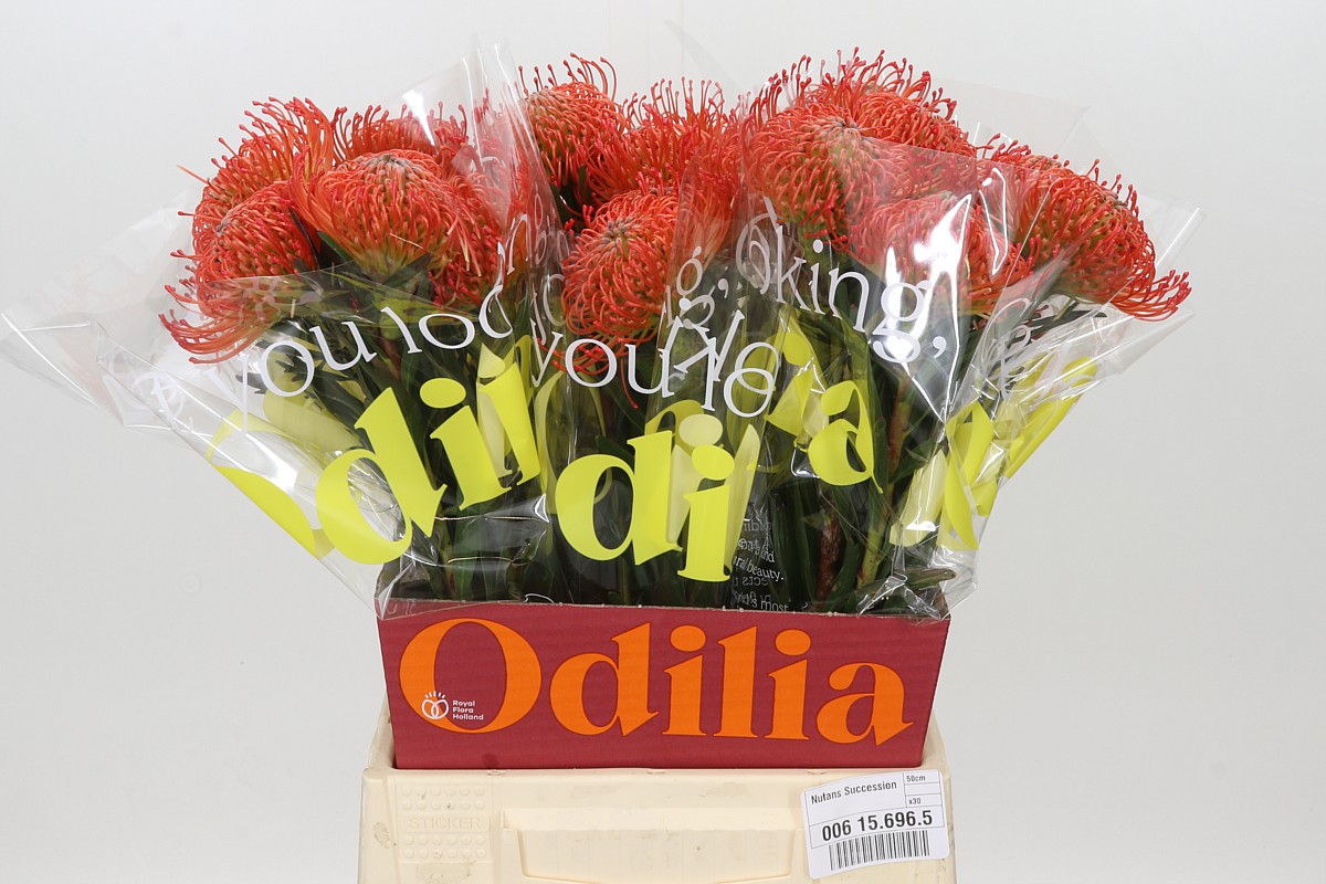 Leucospermum Succession 50cm