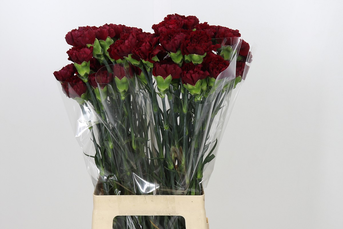Dianthus Zurigo 70cm