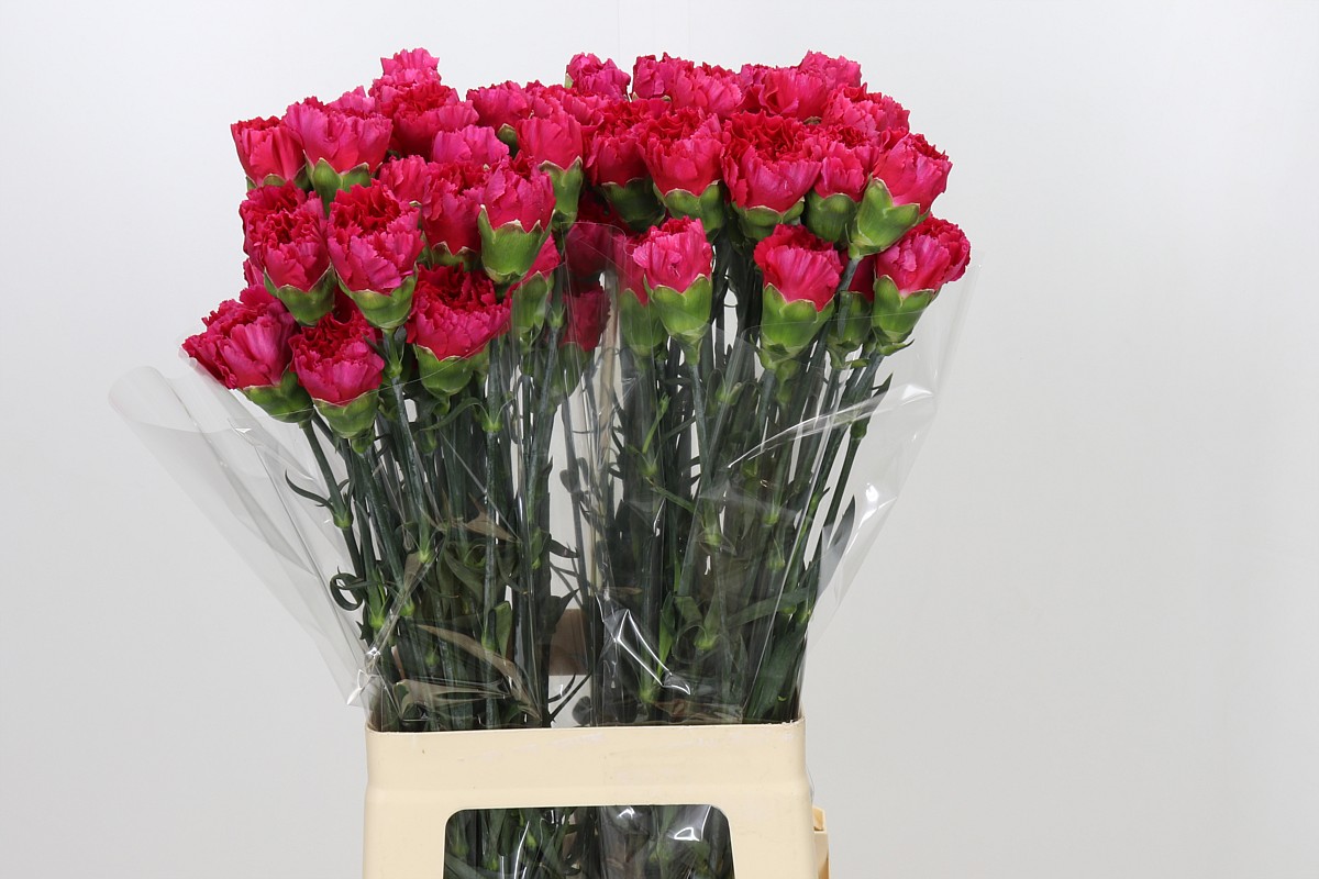 Dianthus St Zepellin