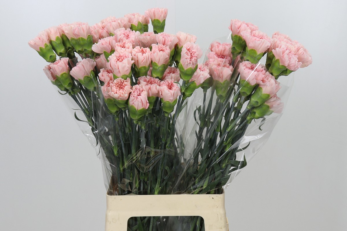 Dianthus St Sarah Pink