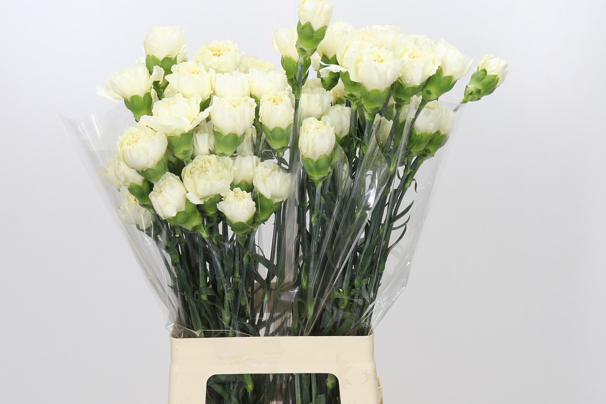 Dianthus St Rodas Creme
