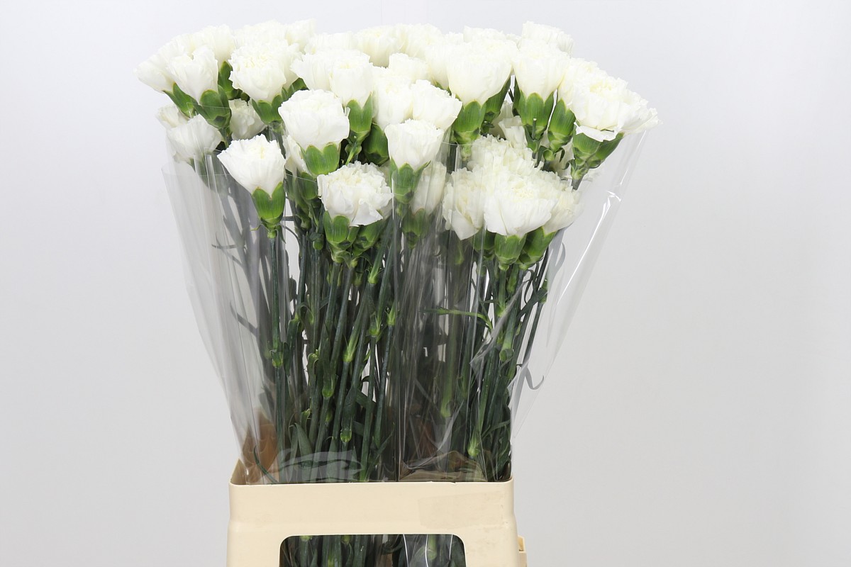 Dianthus Moonlight 70cm
