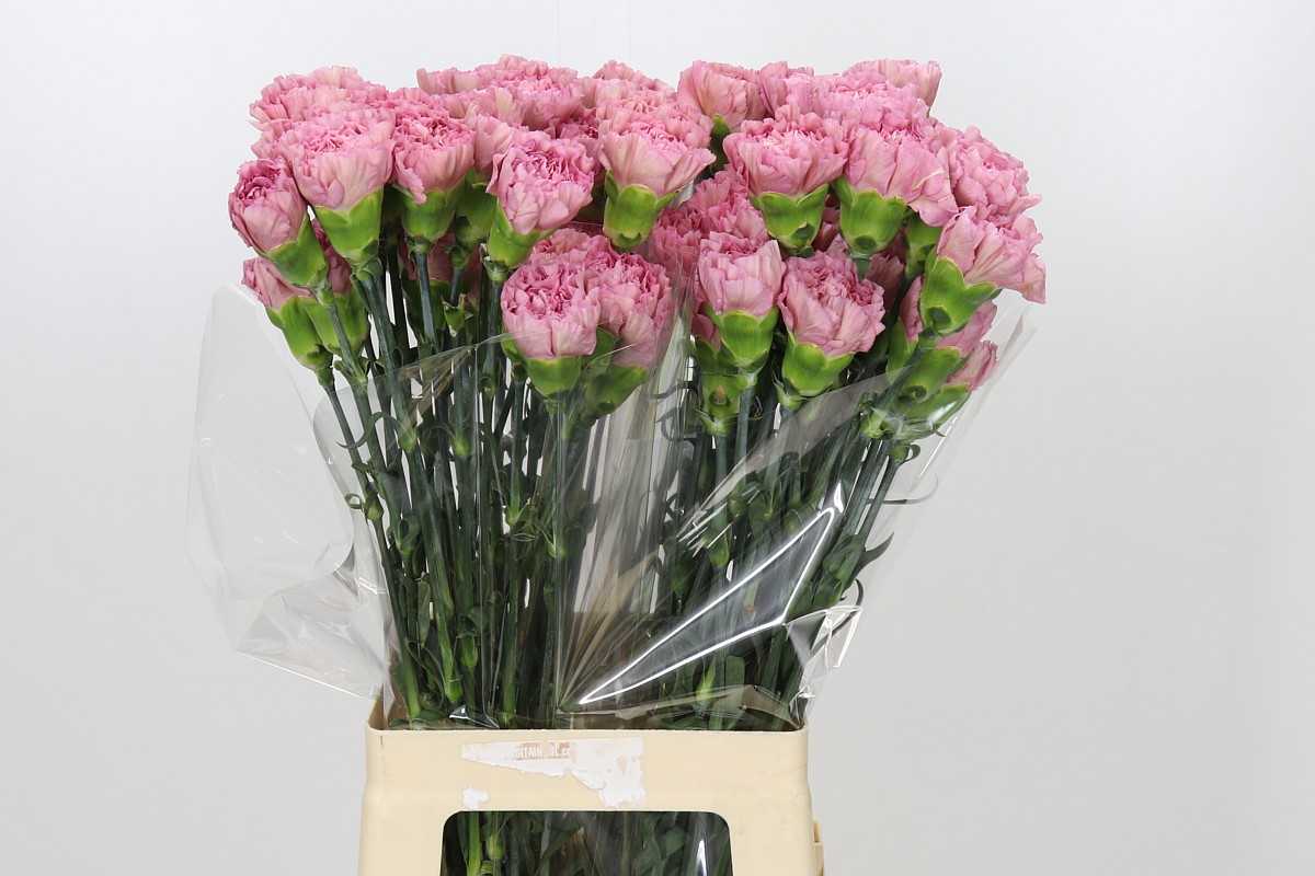Dianthus St Lege 70cm