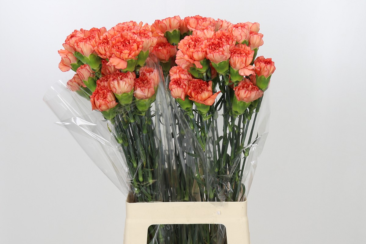 Dianthus St Kalimero