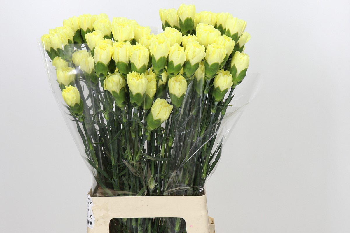 Dianthus St 70cm