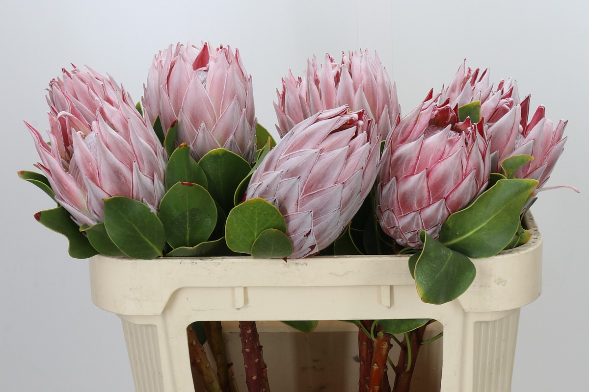 Protea Cynaroides 70cm