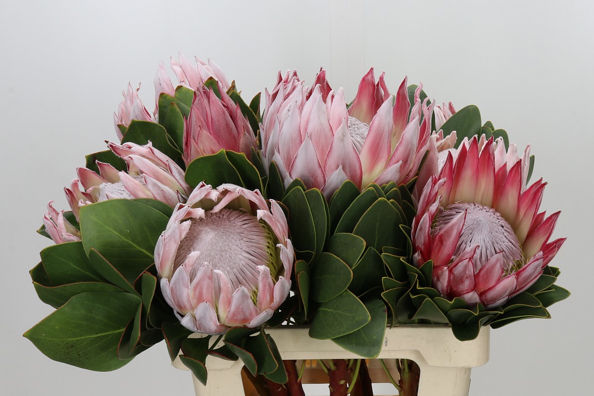 Protea Cynaroides 60cm