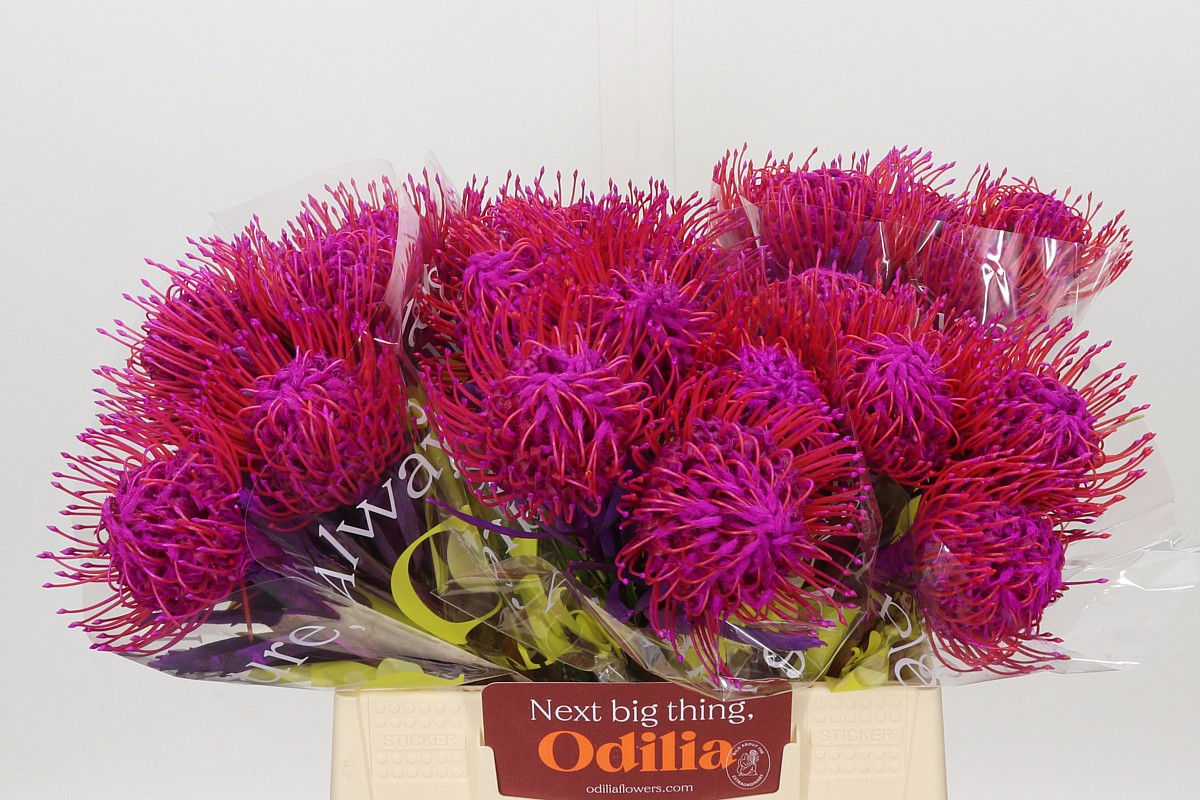 Leucospermum Naomi Painted 40cm