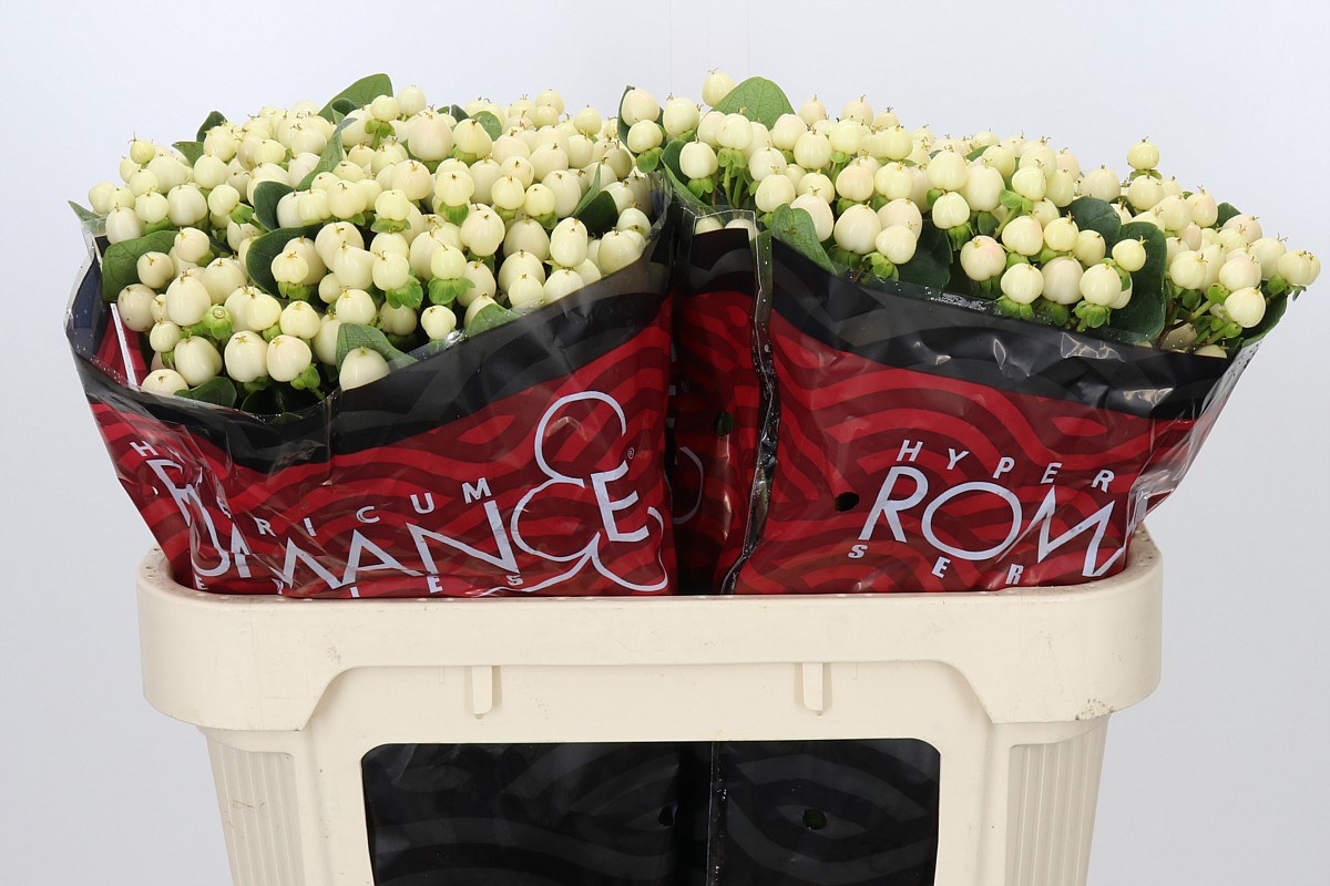 Hypericum Cool Romance Wht 70cm