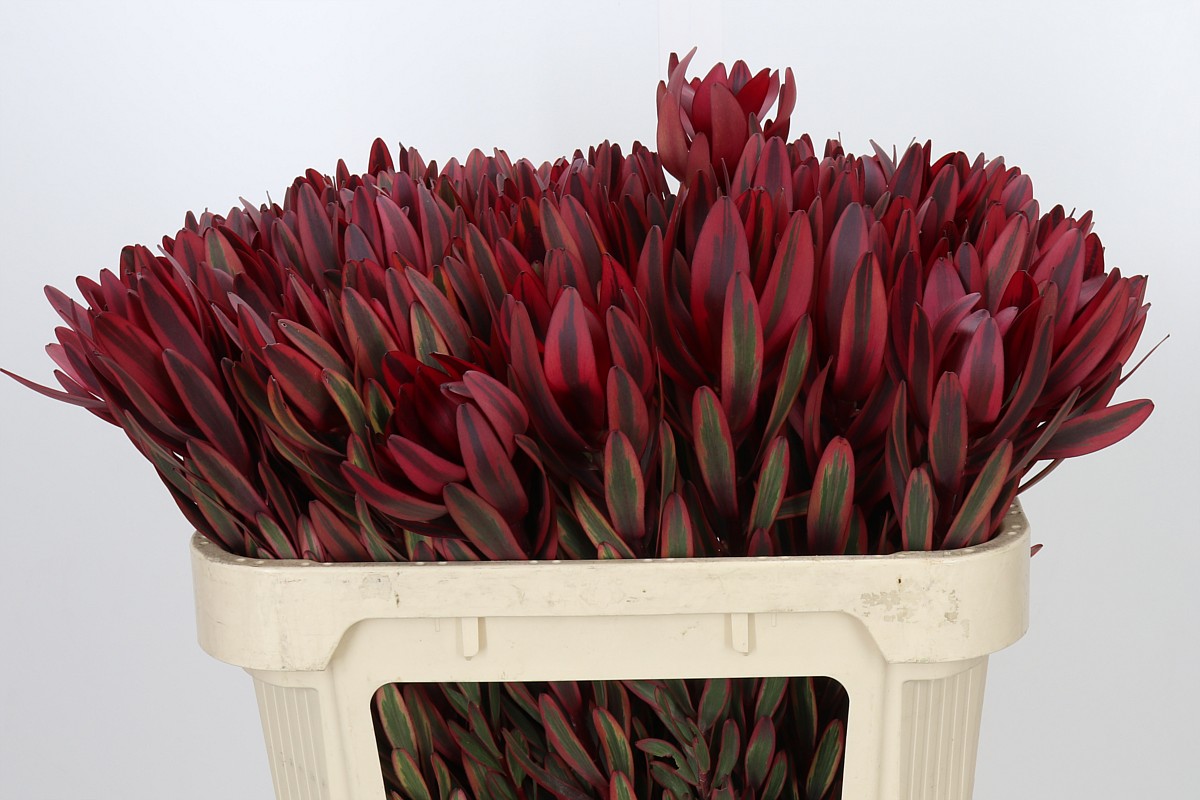 Leucadendron Jester 70cm