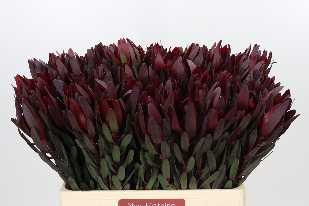 Leucadendron Safari Sunset 60cm