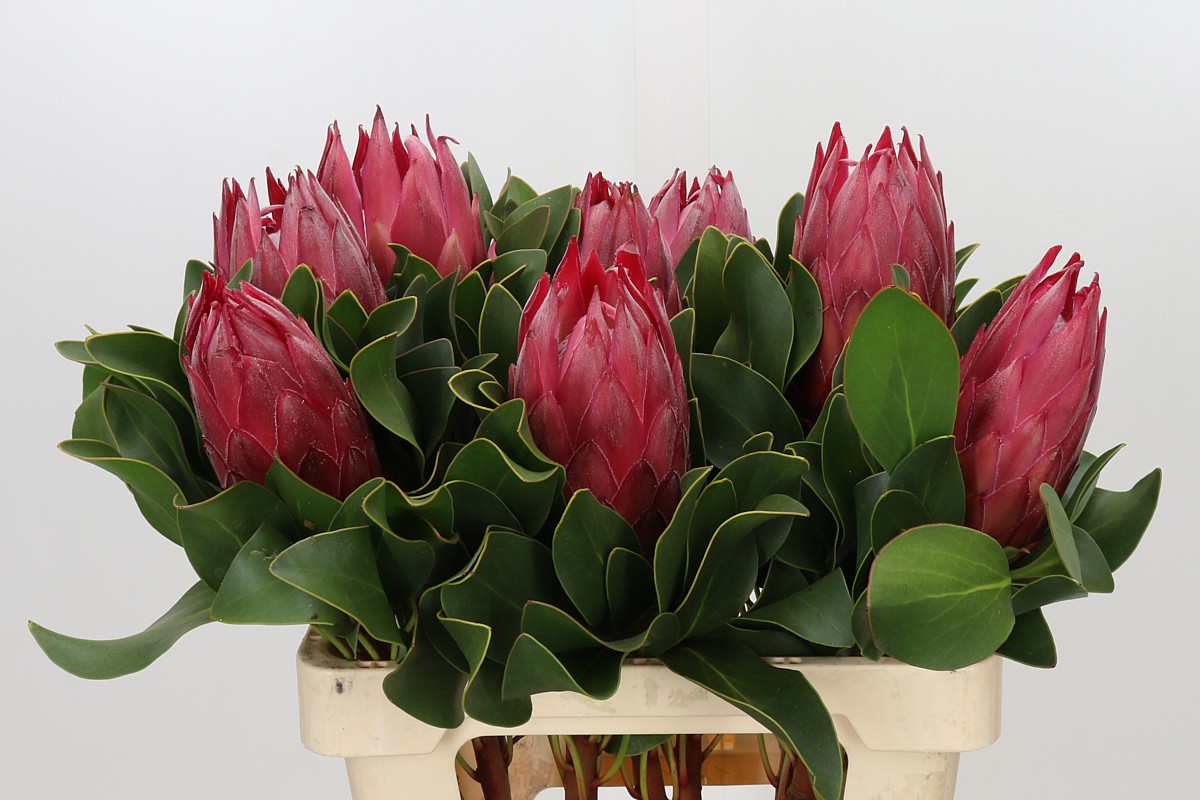 Protea Cy Madiba