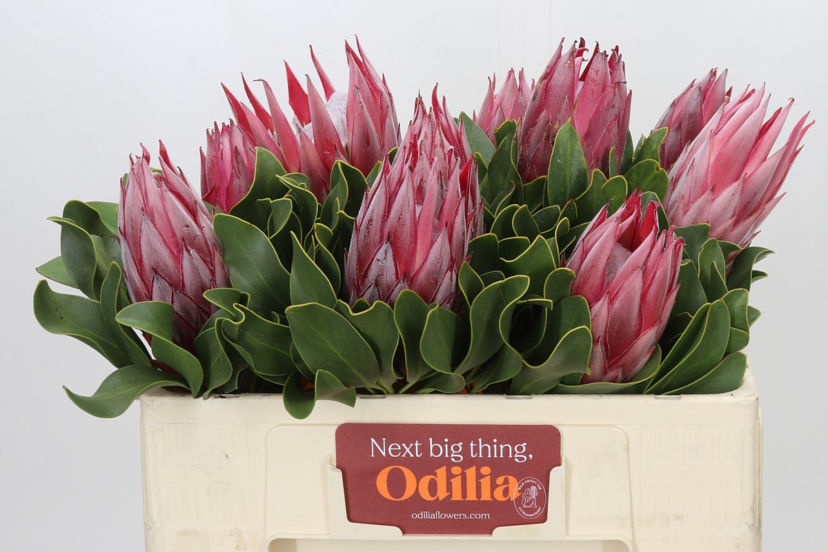 Protea Cy Madiba