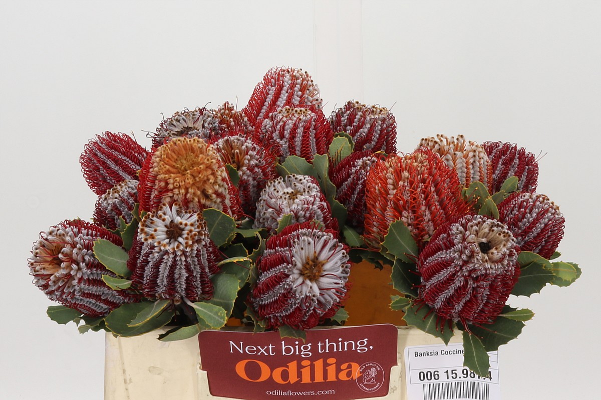 Banksia Coccinea 35cm