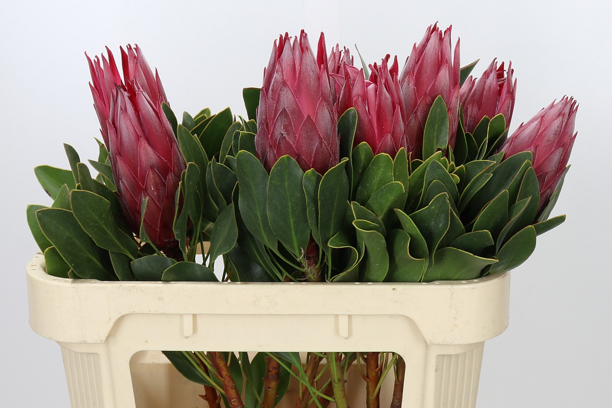 Protea Madiba 70cm