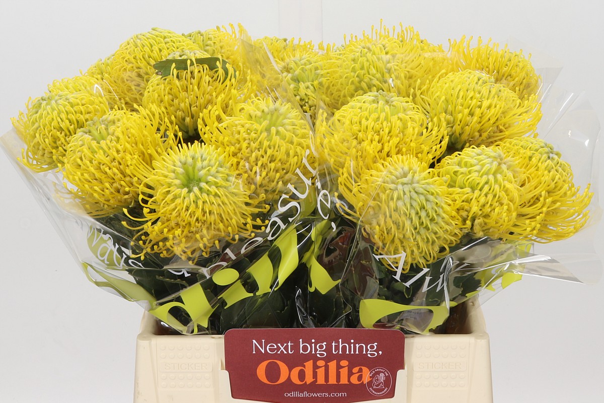 Leuco Ayoba Yellow