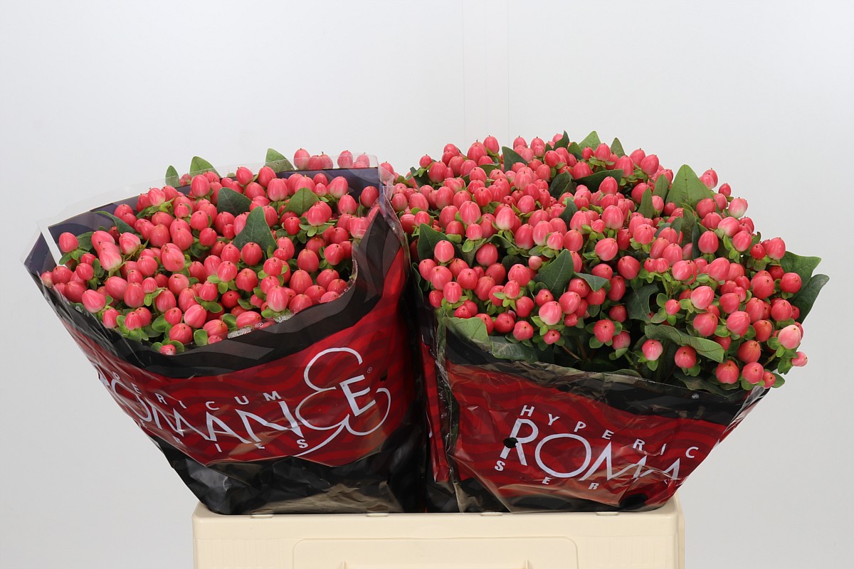 Hypericum Sweet Romance 60cm