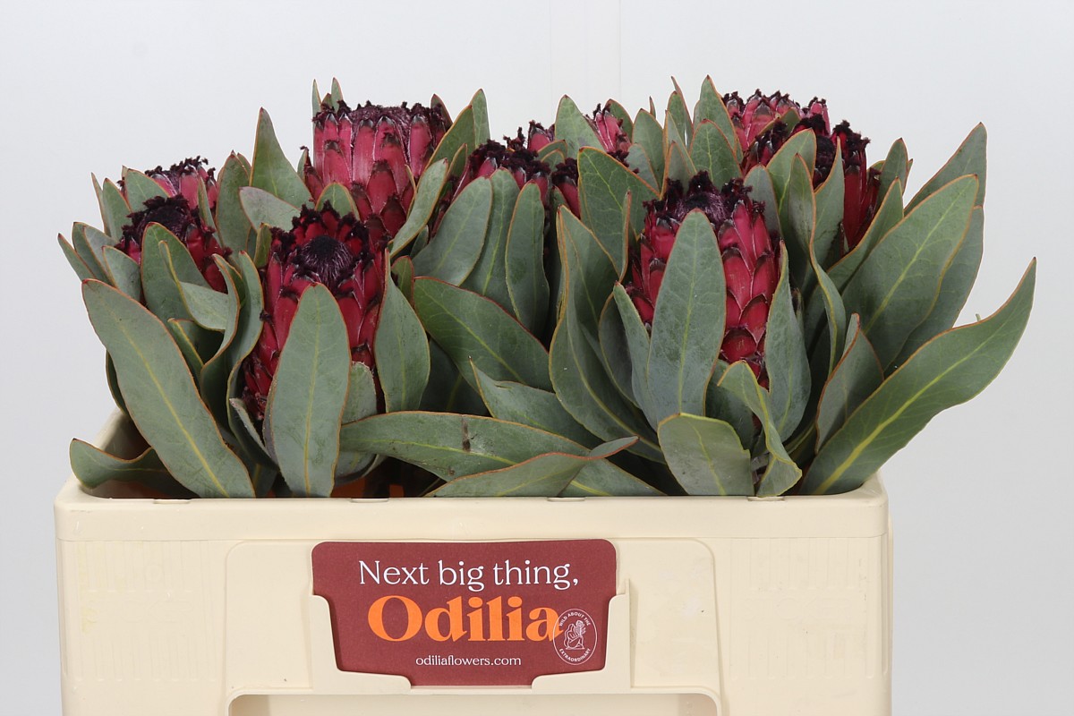 Protea Ma Red Beauty