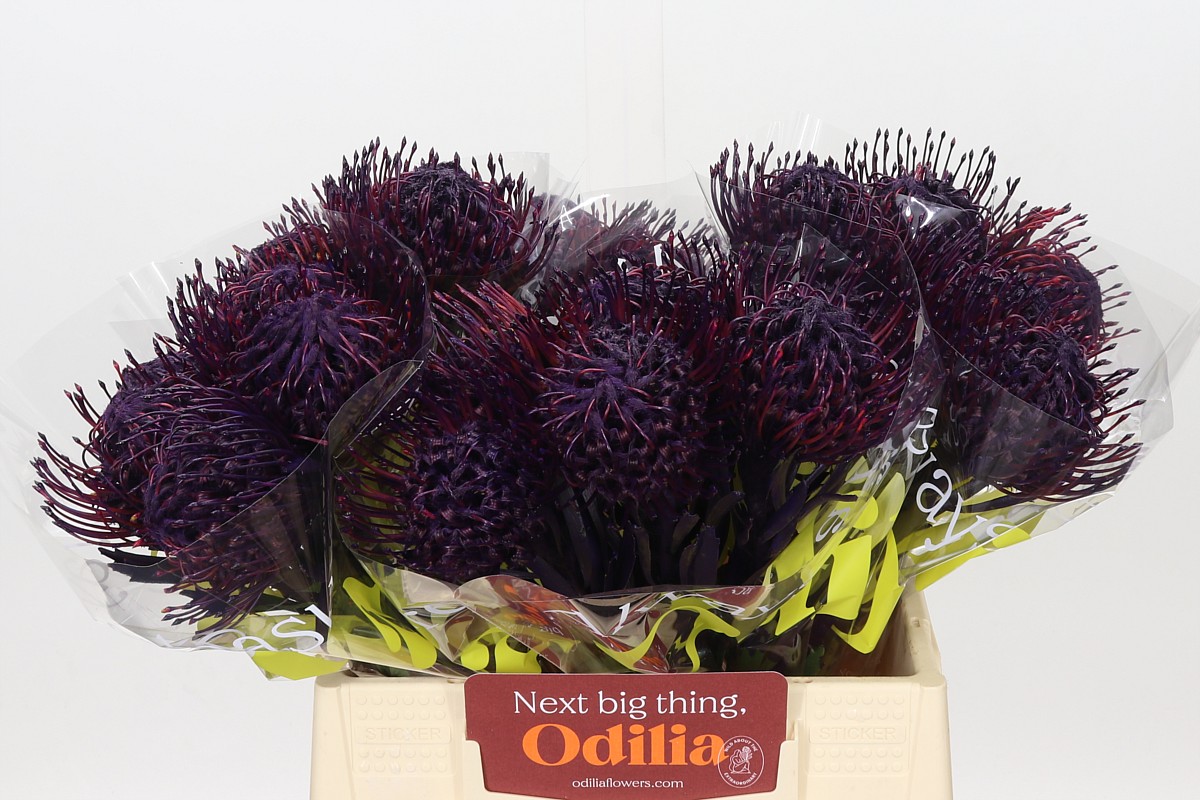 Leucospermum Naomi Painted 40cm