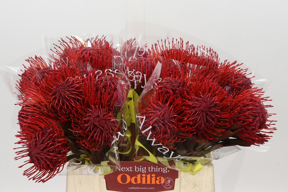 Leucospermum Naomi Painted 40cm
