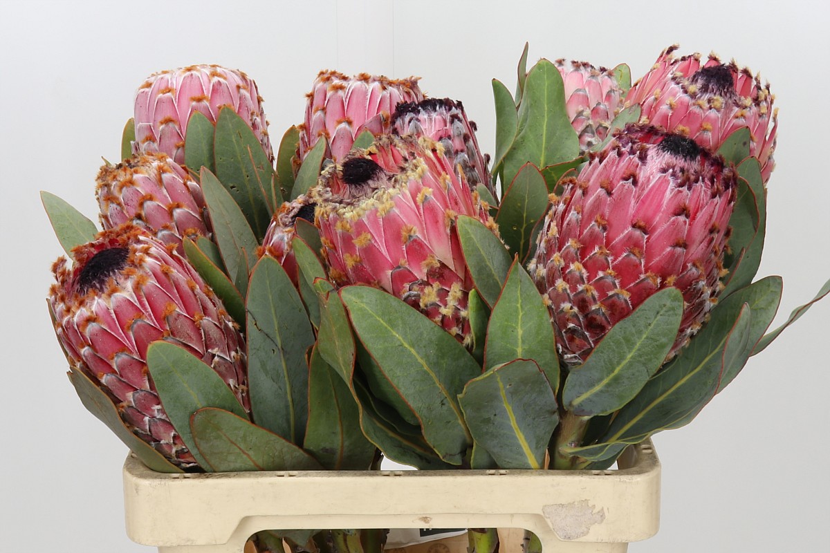Protea Magnifica
