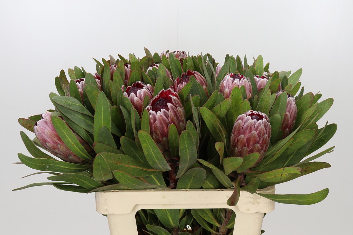Protea Pink Ice