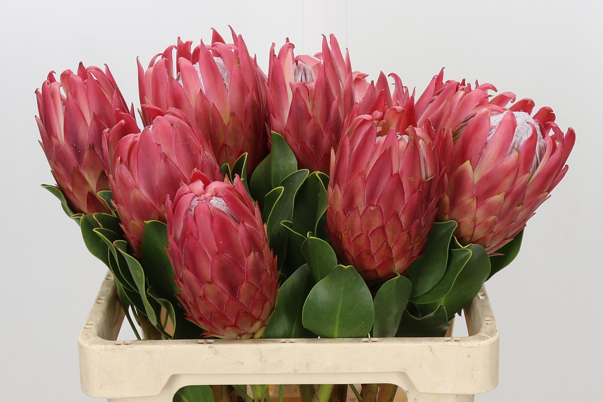 Protea Red Rex 60cm