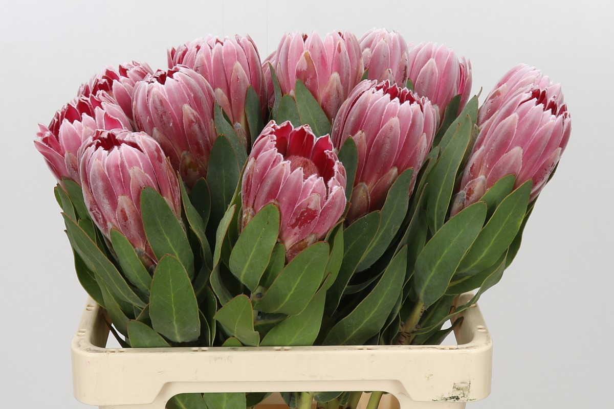 Protea Carnival