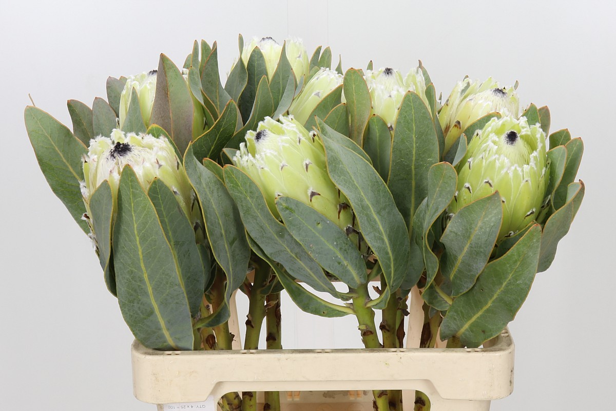 Protea Barbigera Polar Princess Air
