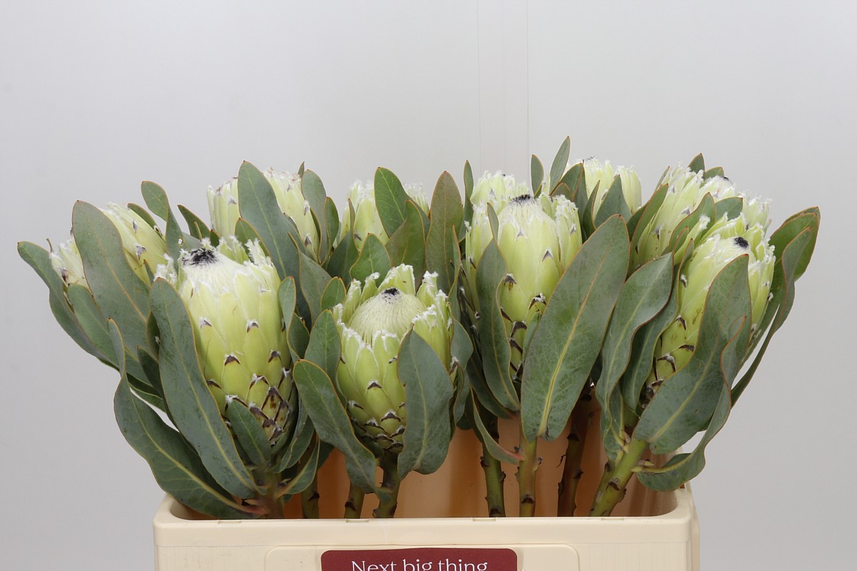 Protea Barbigera Polar Princess Air