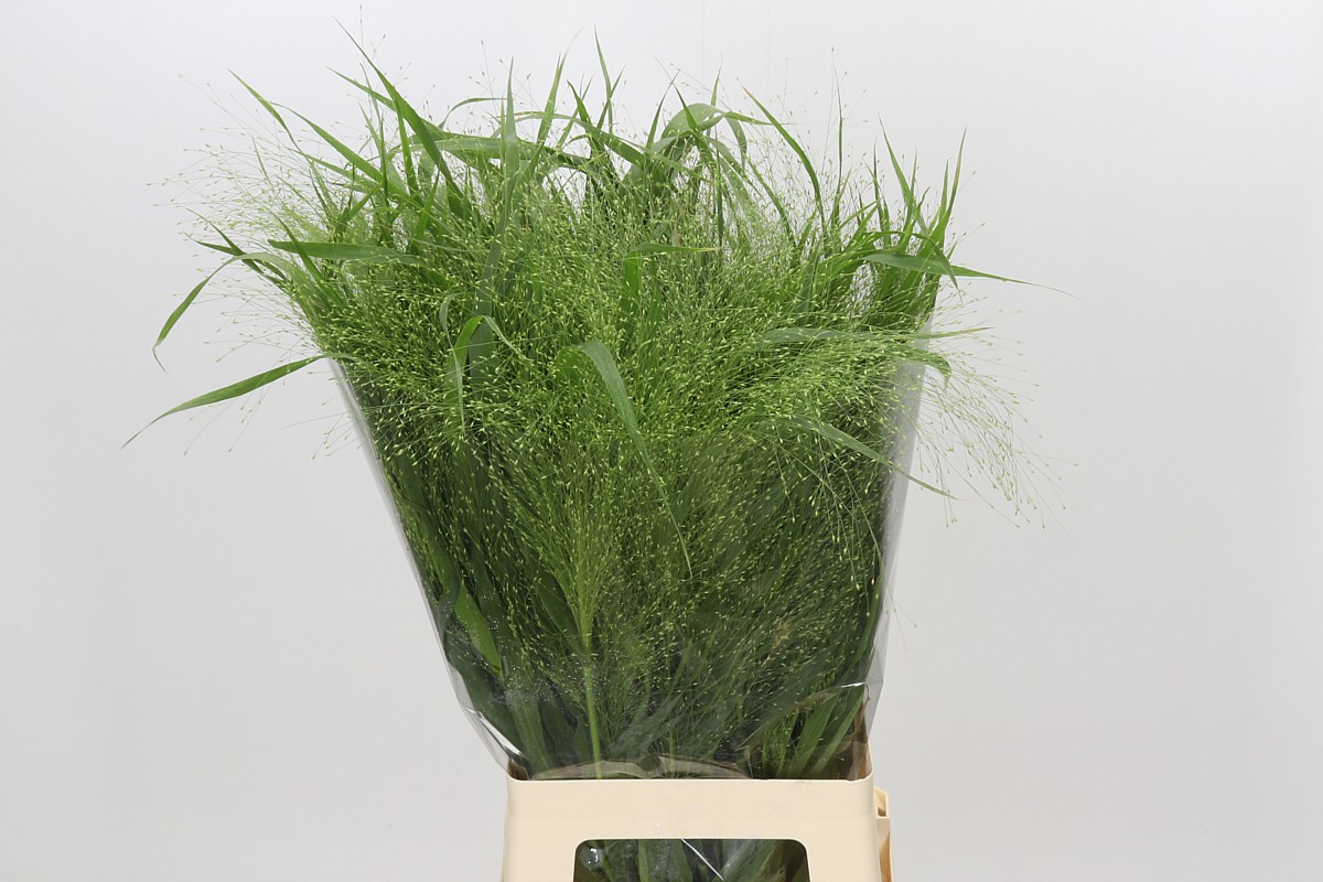 Panicum Fountain 70cm