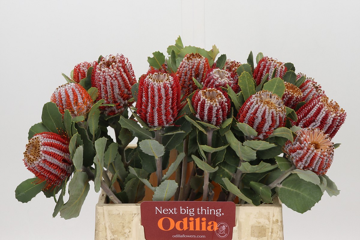 Banksia Coccinea 40cm