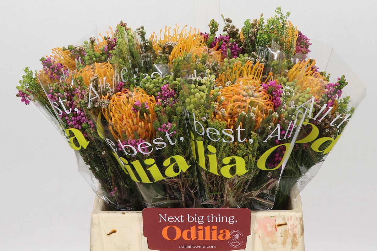 Protea Per Bos