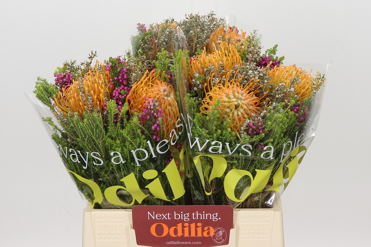 Bq Nutans 3 Flower