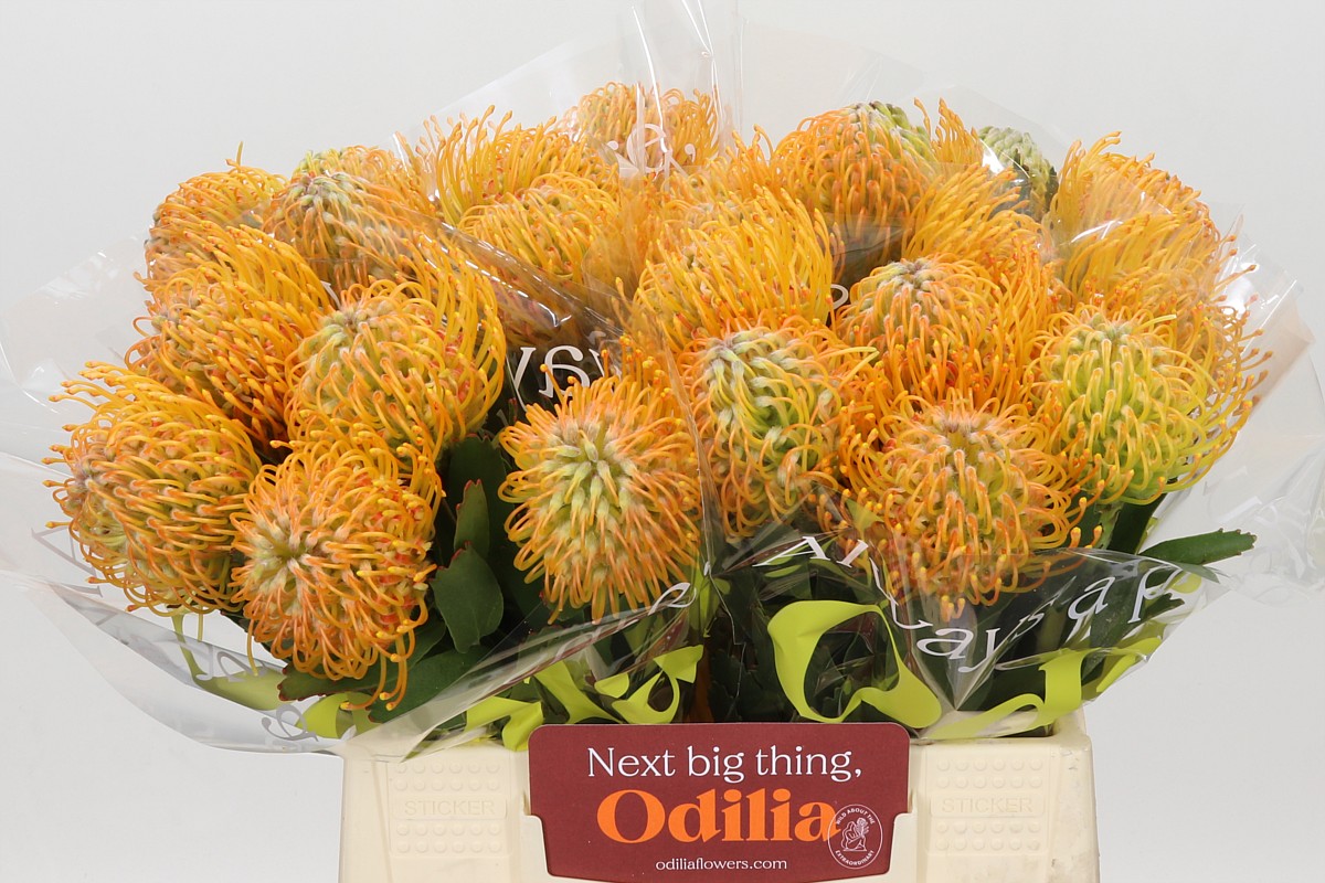 Leuco Soleil