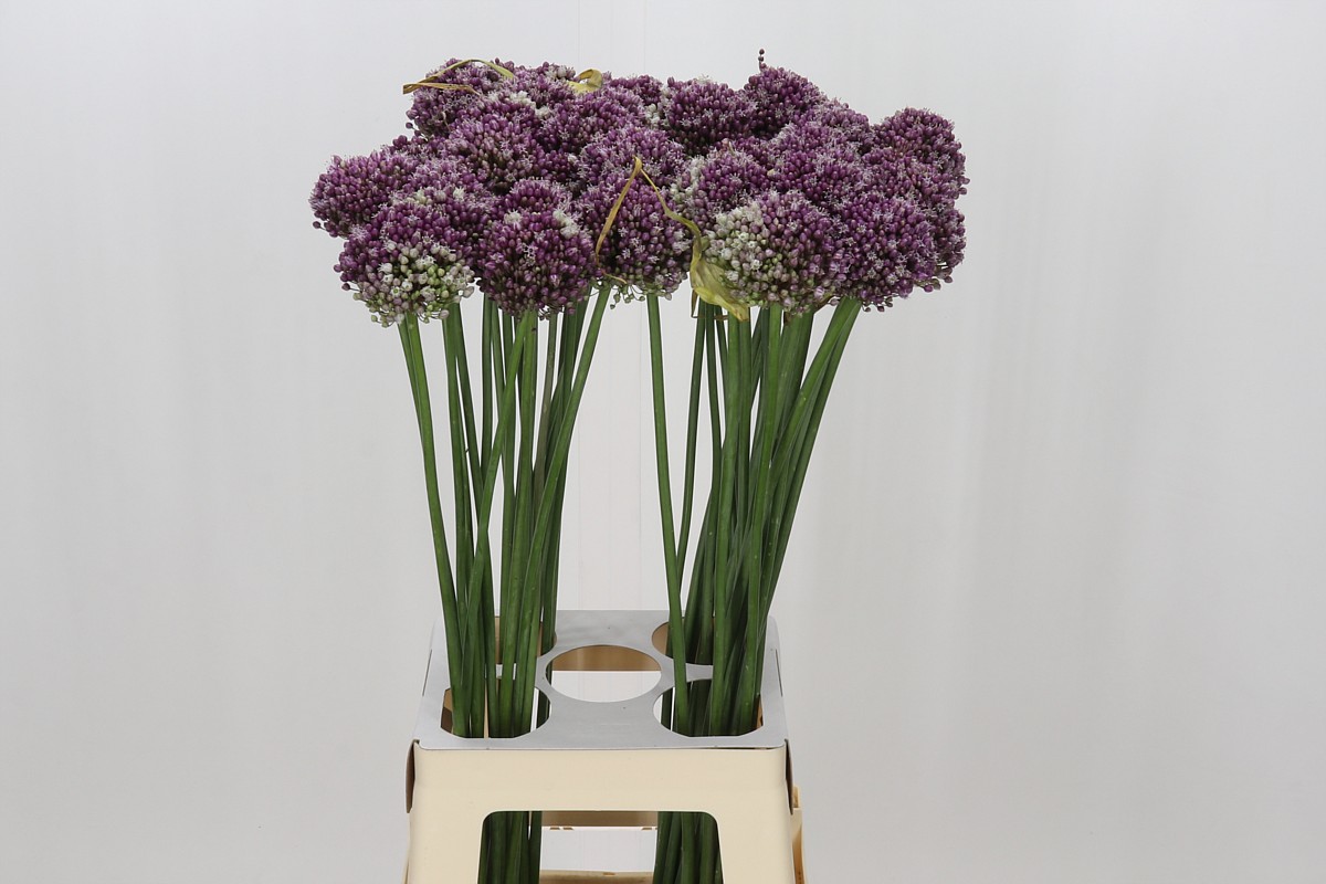 Allium Purpl Mystery