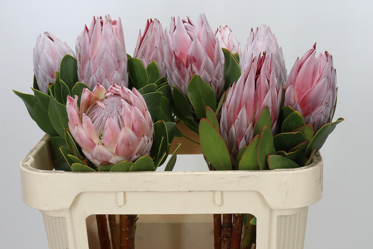 Protea Cynaroides 70cm