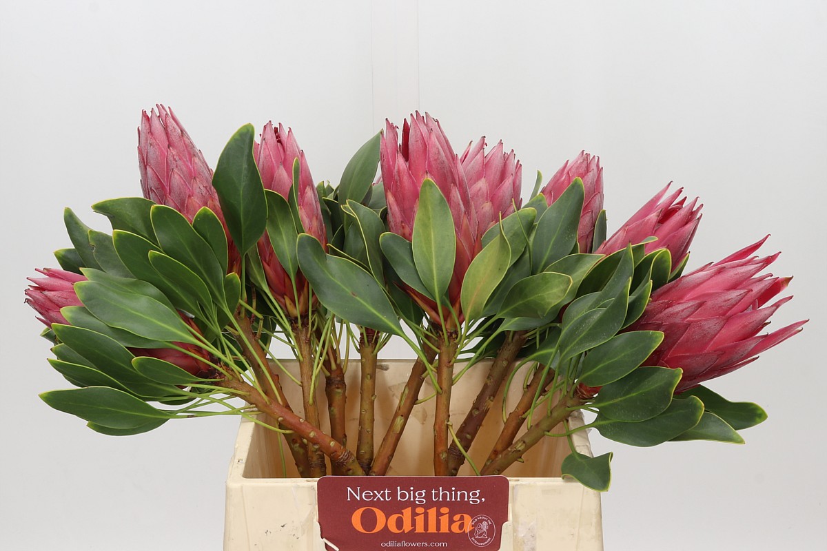 Protea Cy Madiba