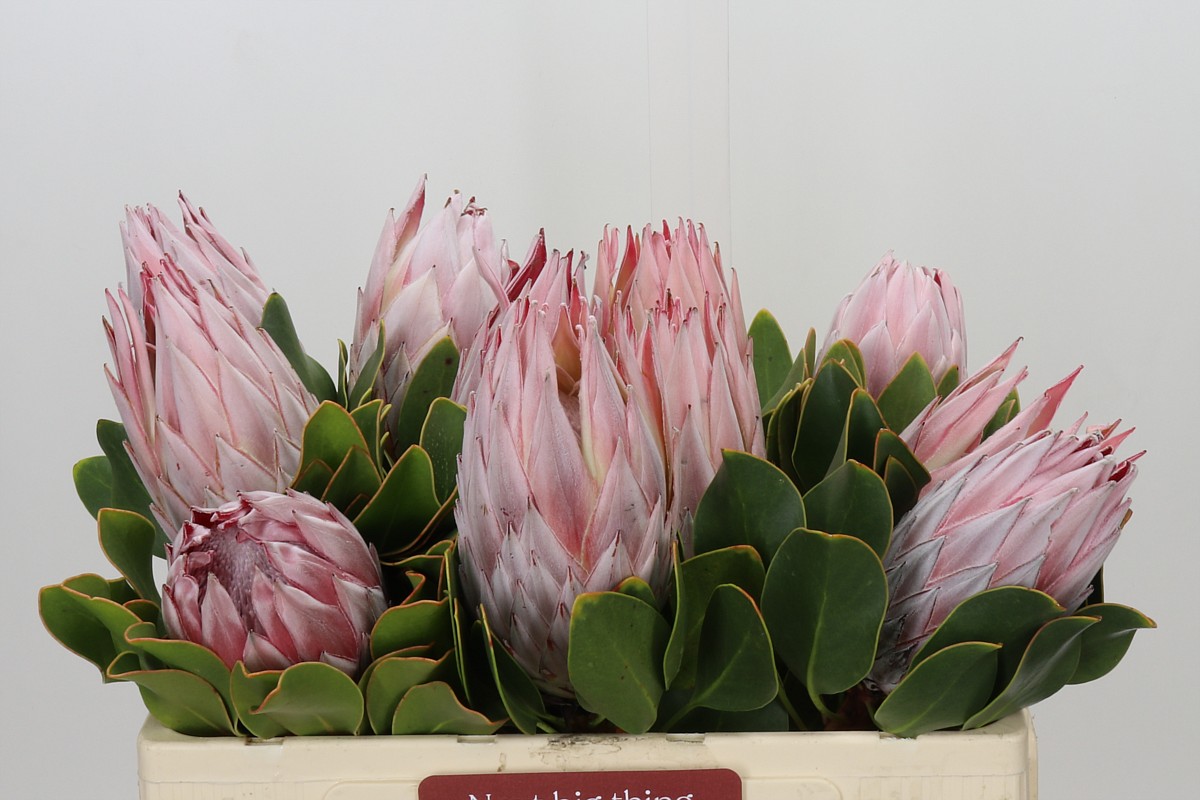 Protea Cynaroides