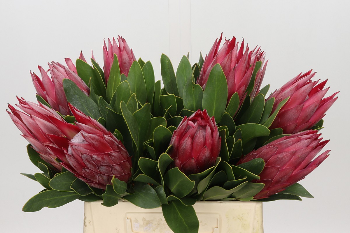 Protea Cy Madiba